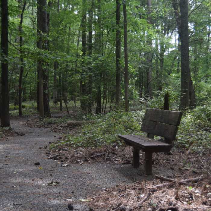 Rest stop along the Talking Tree Trail Near Low Lands Trail