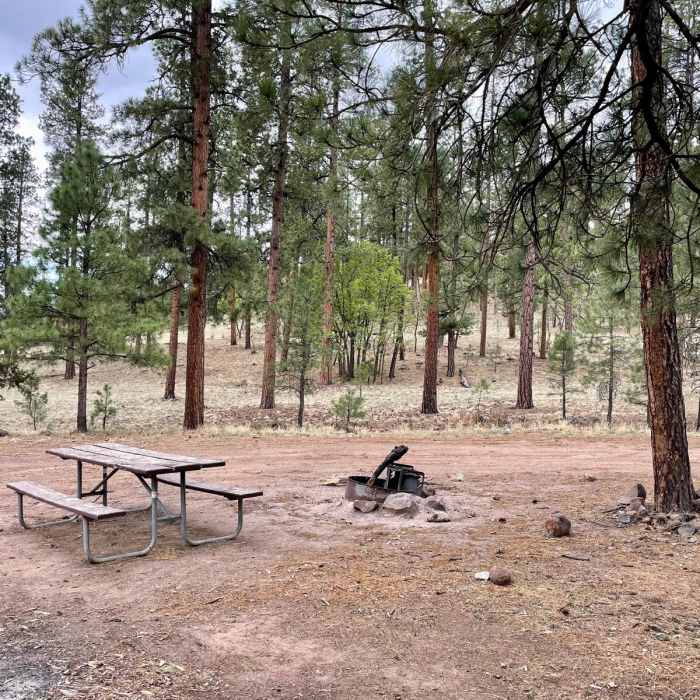 Near Continental Divide Trail: Pie Town Road Walk Alternate