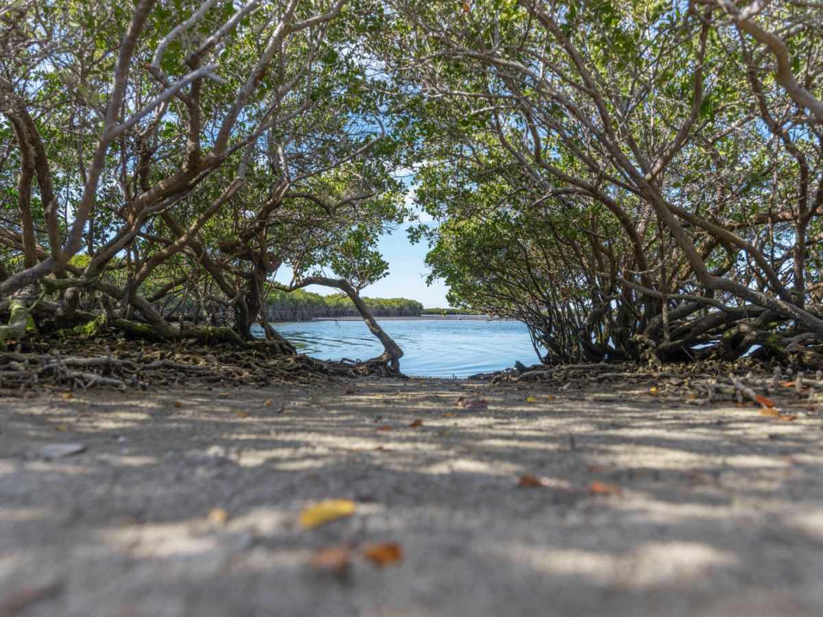 Mangrove Fishing photo 2