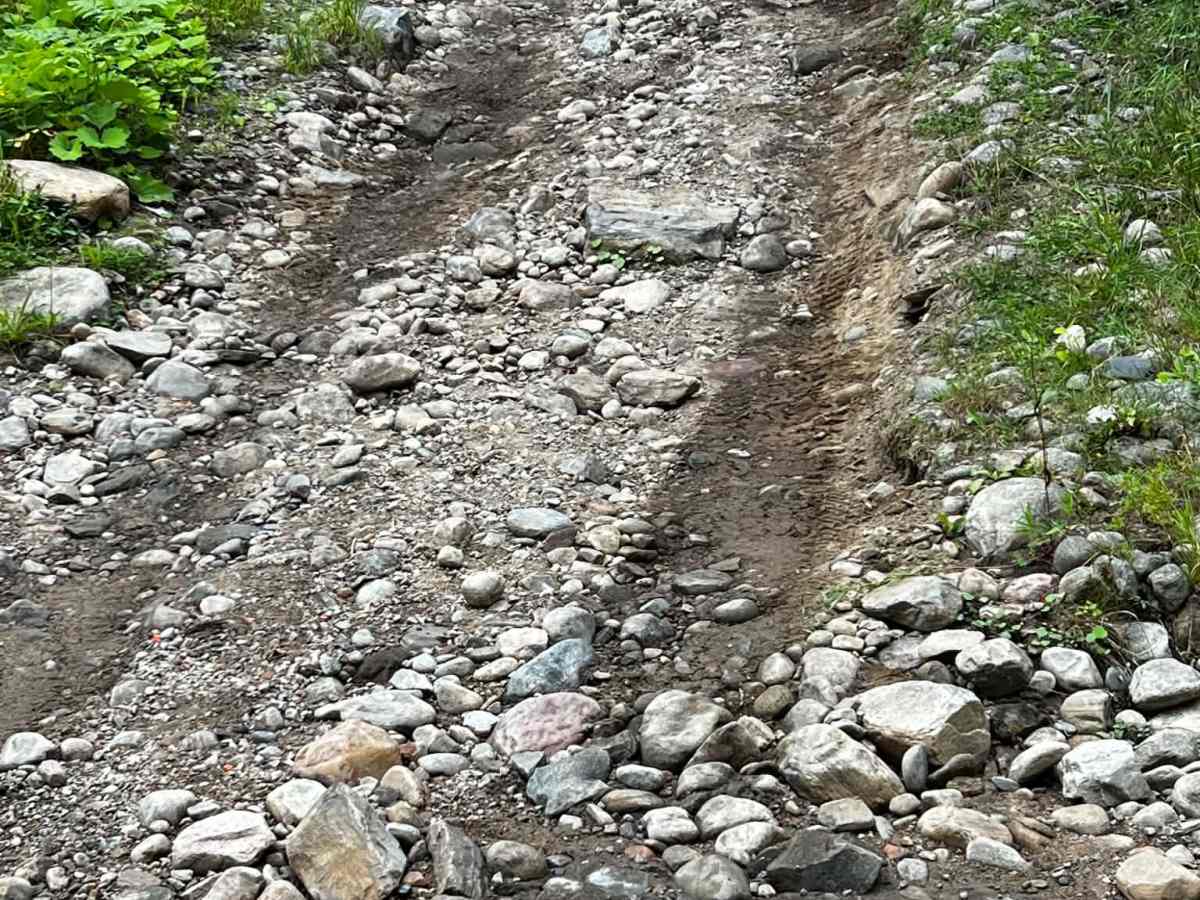 Oxtongue photo 2