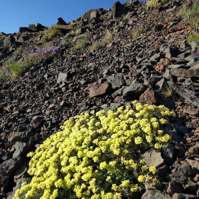Near Steens Mountain Summit Trail