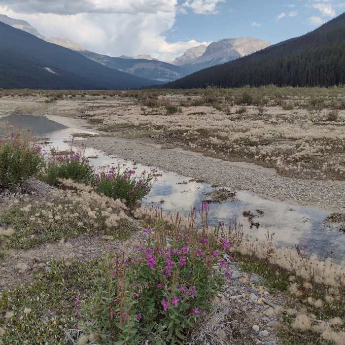 Near Alexandra River Trail