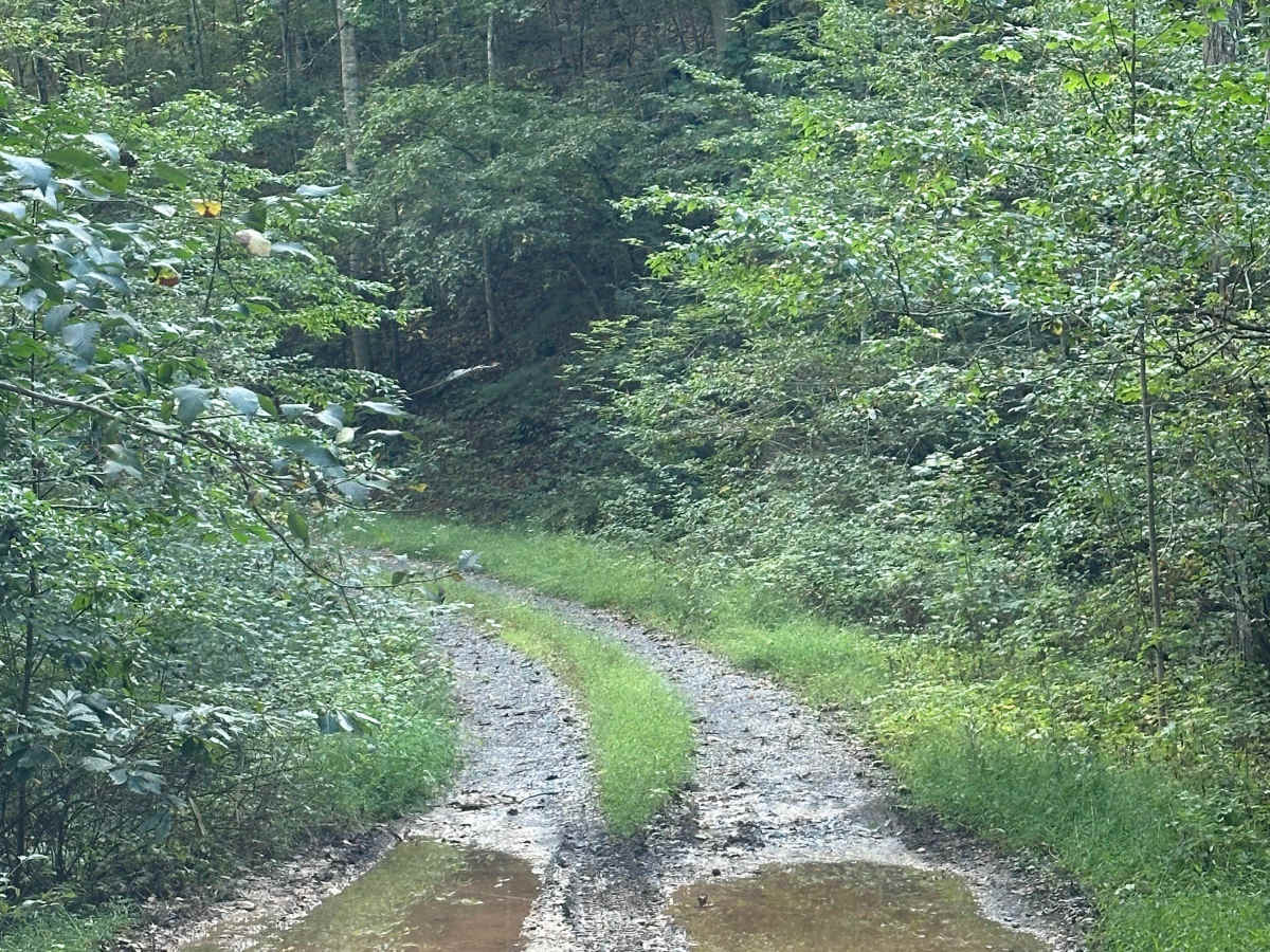Gilliam Run West photo 3