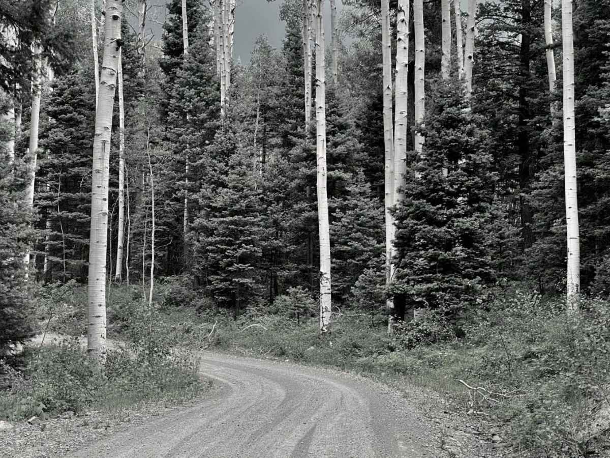 Buckles Lake-Fr Rd 663 photo 4