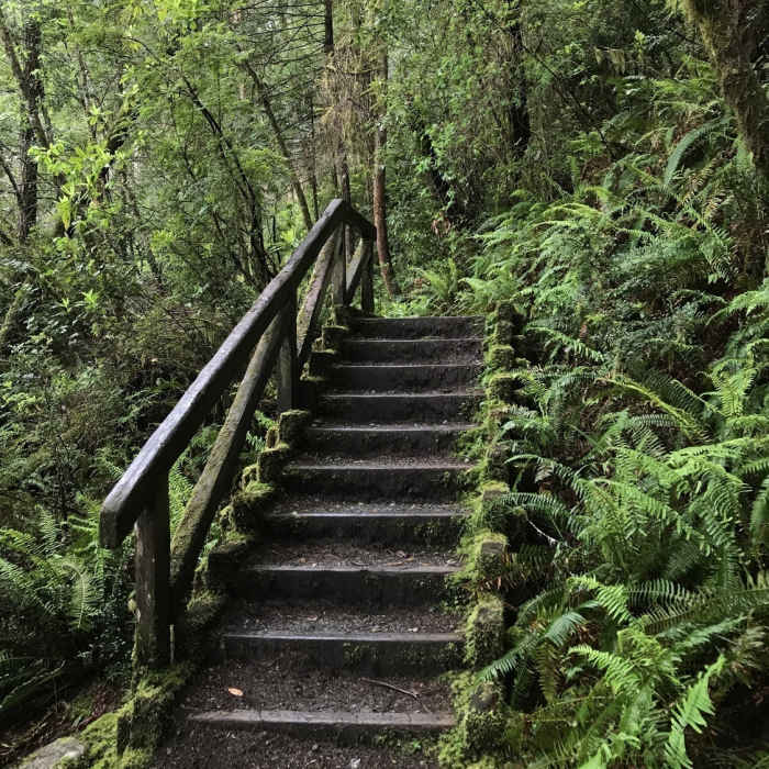 Be careful on this slippery staircase along the River Trail near Stout Grove. Near Little Bald Hills Trail