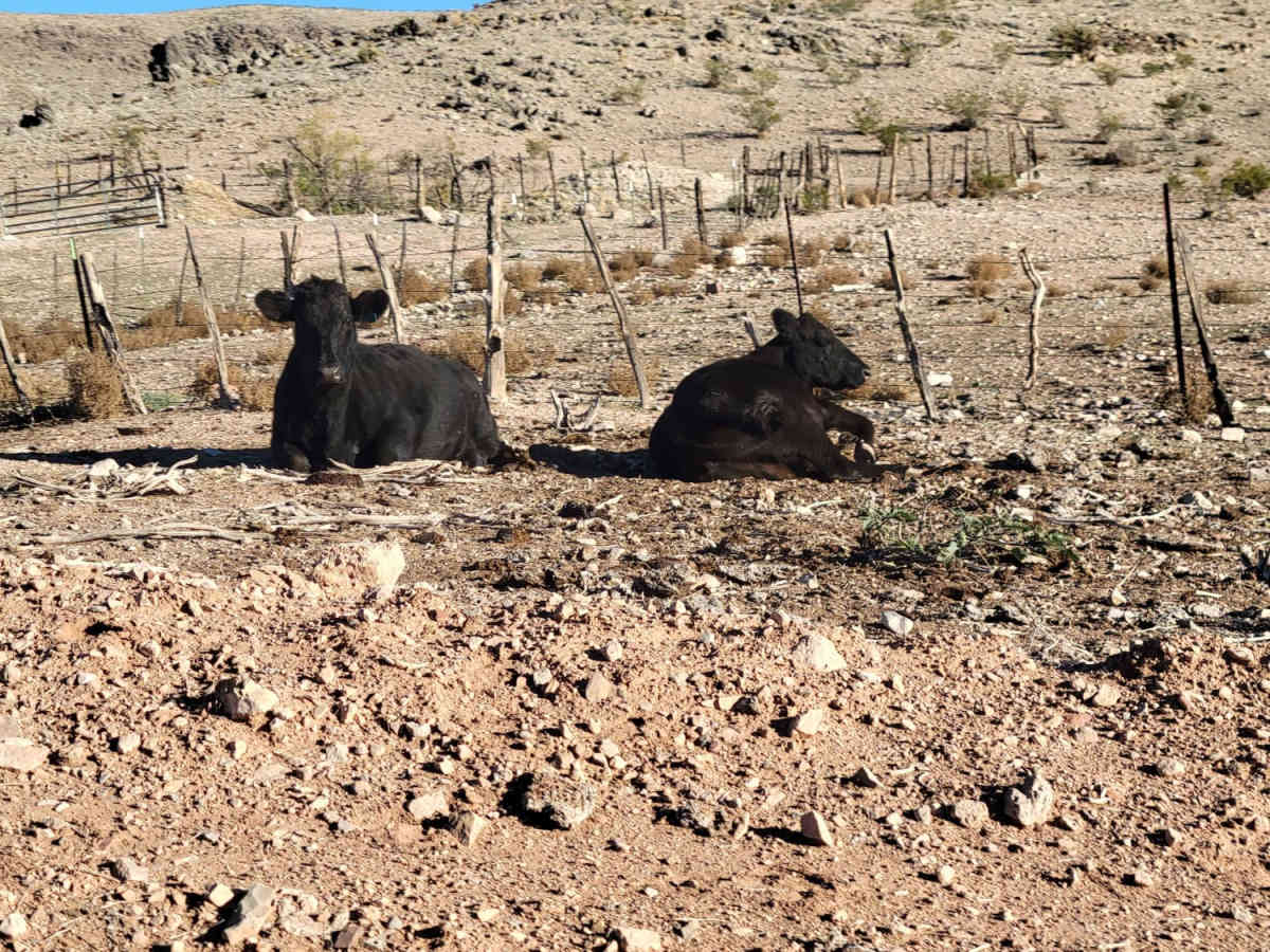 Tule Springs Road photo 3