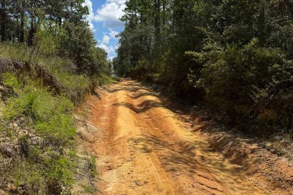 Trail 10 - Citrus WMA