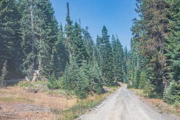 Incense Cedar Loop