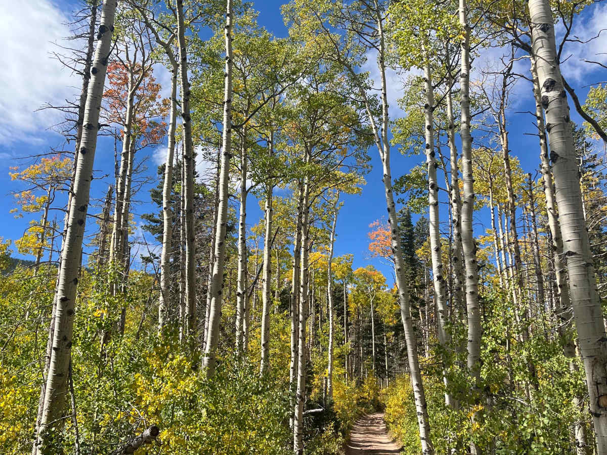 Music Pass Road photo 6