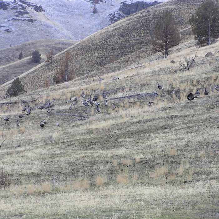 Near Spring Basin via Pine Creek Ranch