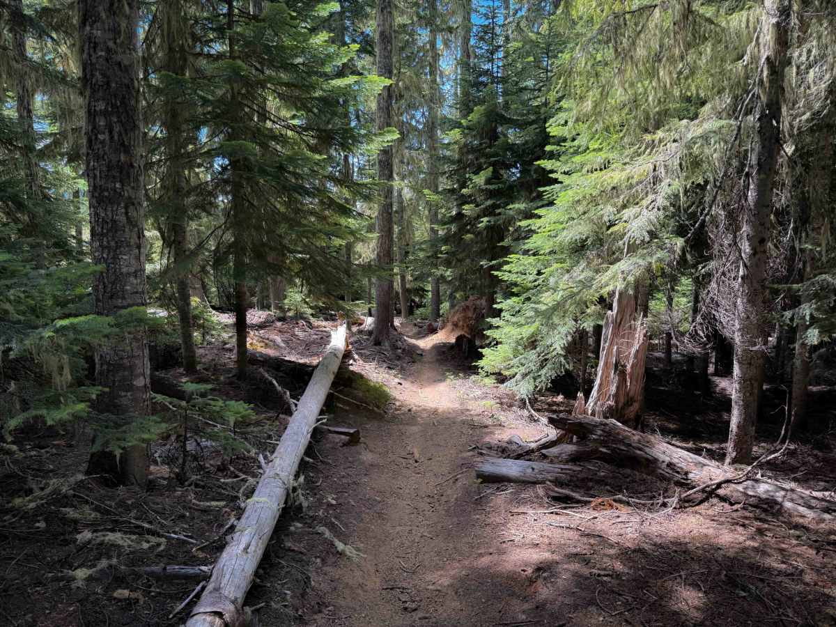Start O Willamette Trail   trail photo