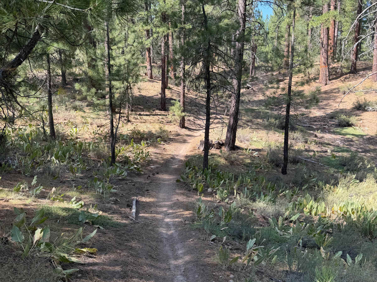 #37 trail photo