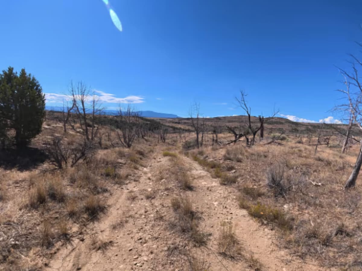 BLM 286C photo 6