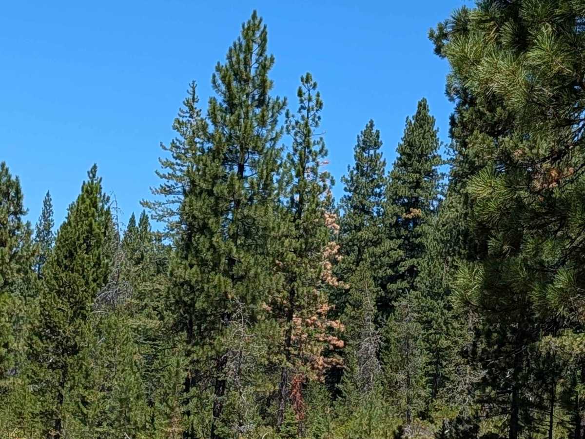 Lodge Pine - FS 42N79 photo 5
