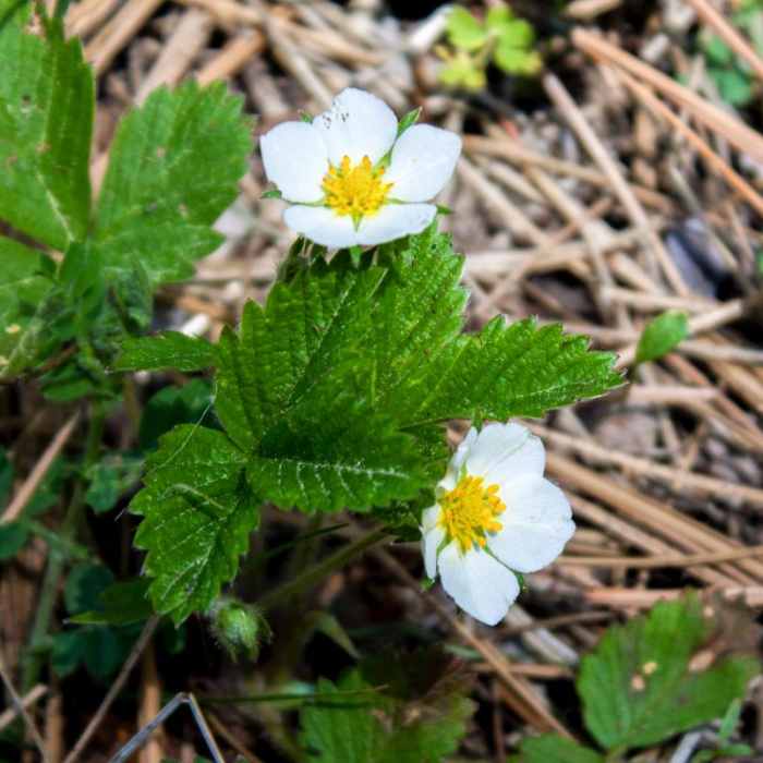Near Green Springs Loop