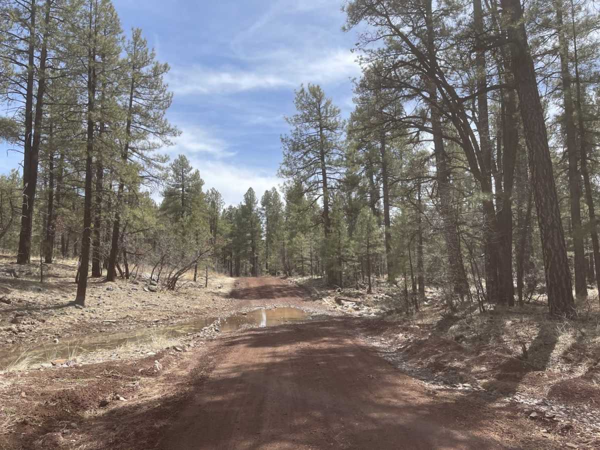Old 354 Road to Pine Flats photo 3