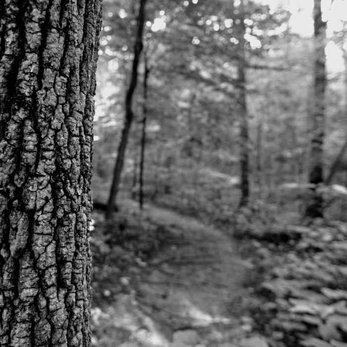 the path Near Reedy Creek - Big Oak, Umbrella, and Dragonfly Loop