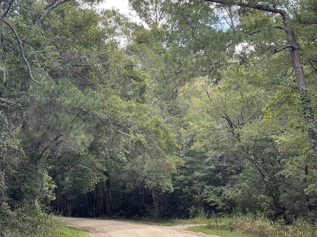 Governor Road  trail photo