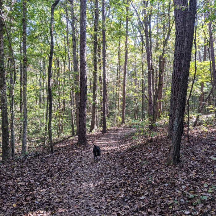 The Pine Hollow Trail in late October. Near McDowell Park Loop A