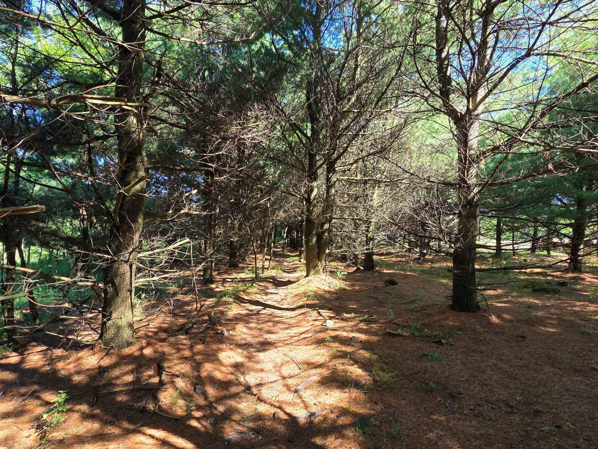 Single Track P photo 4
