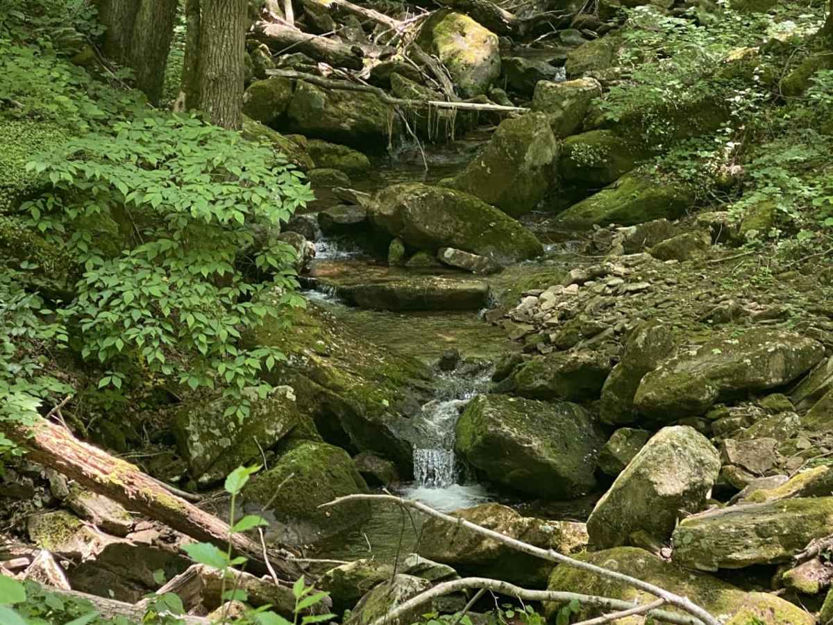 New River Gorge trail photo