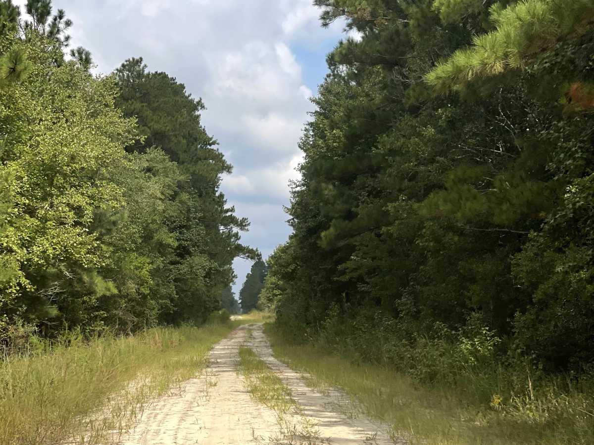 Patrick Road photo 5