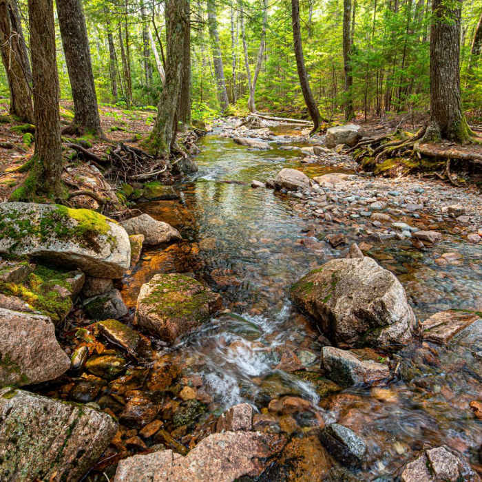 Near Hadlock + Waterfall + Hemlock Bridges Hike