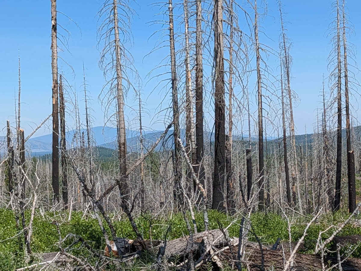 Tamarack Tile - FS 47N49 photo 3