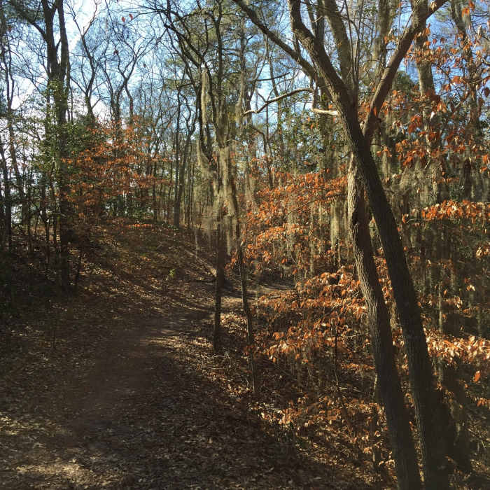 Spanish Moss decorating the Kingfisher Trail. Near First Landing State Park Loop