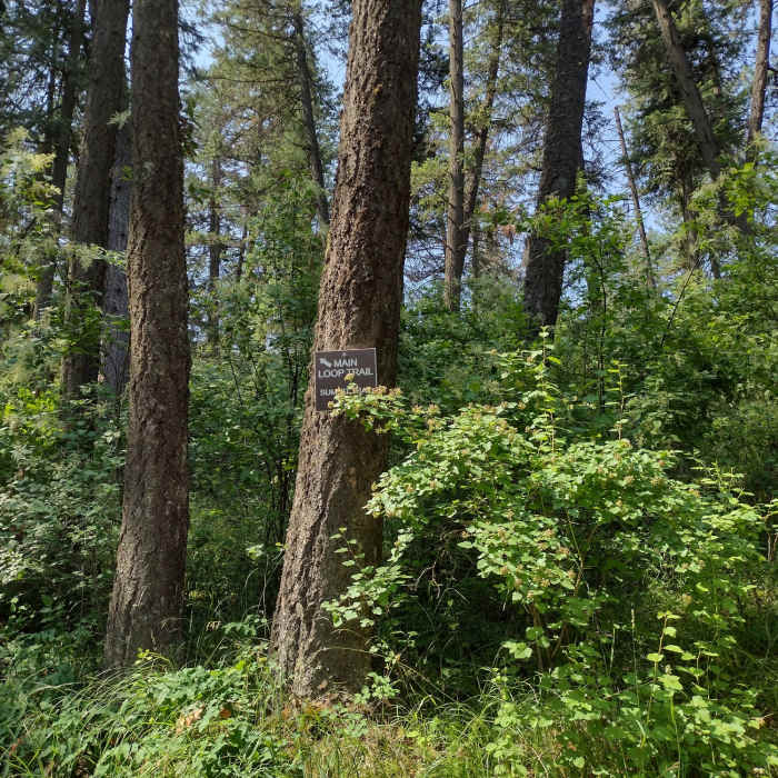 Near Tubbs Hill Summit Trail