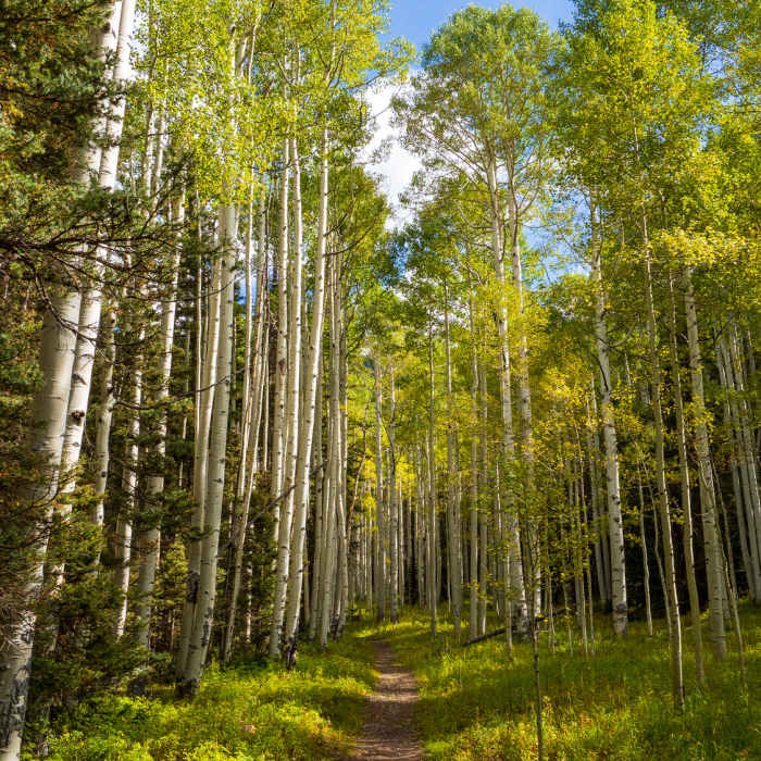 Beautiful aspen grove along the Liberty Bell Trail. Near Liberty Bell Sheridan Crosscut Loop