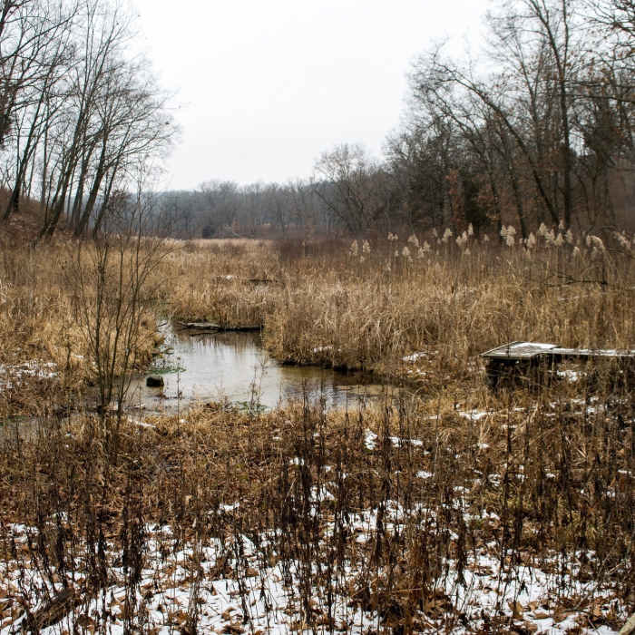 Stream Near Scuppernong Springs Nature Loop