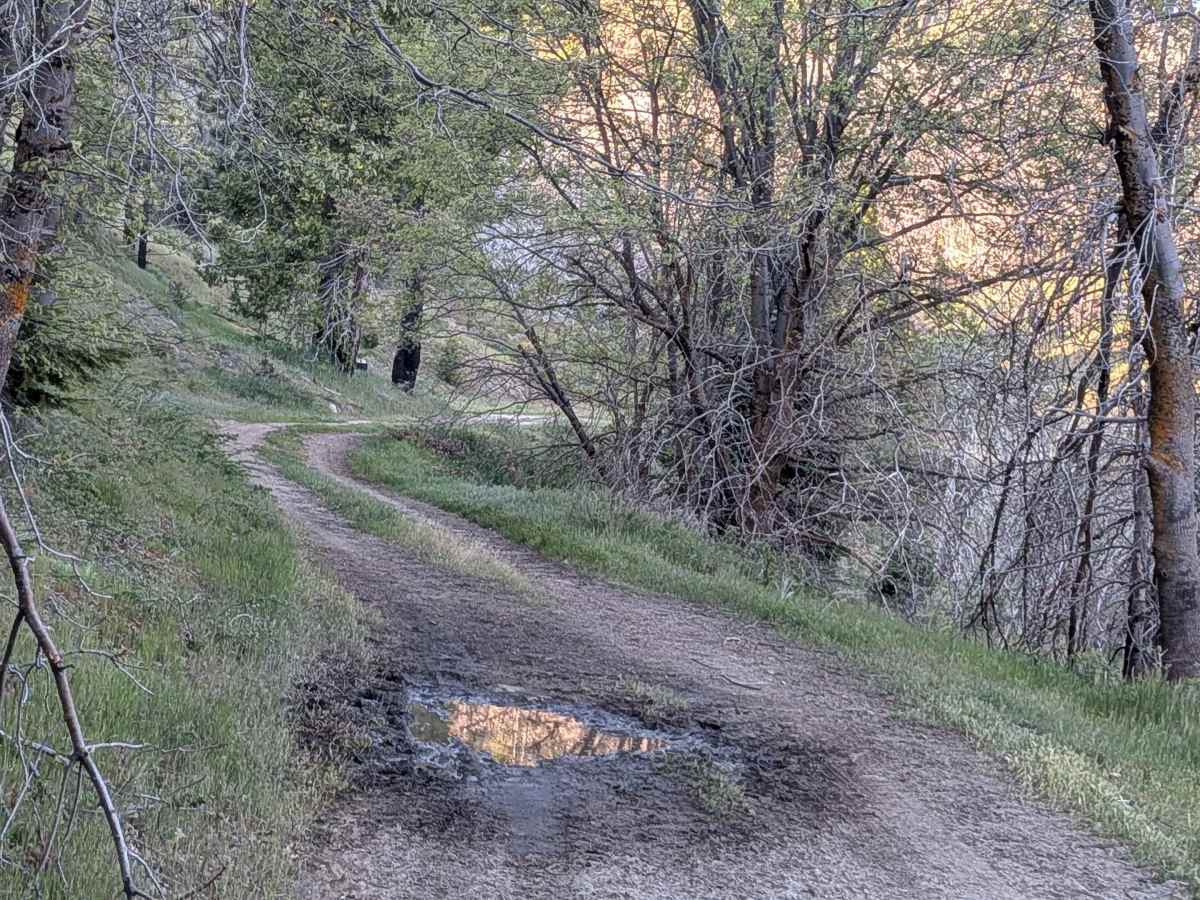 Likely Saddle - FS 26S20 trail photo
