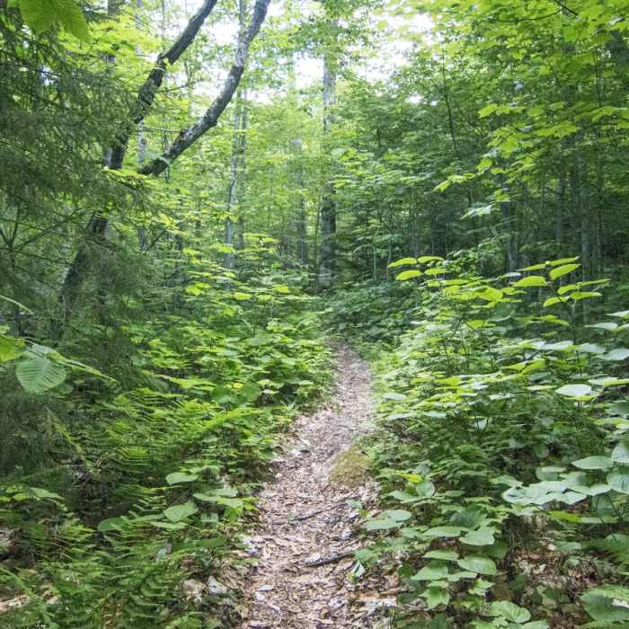 Near Pillsbury Mountain Fire Tower Near Pillsbury Mountain Fire Tower