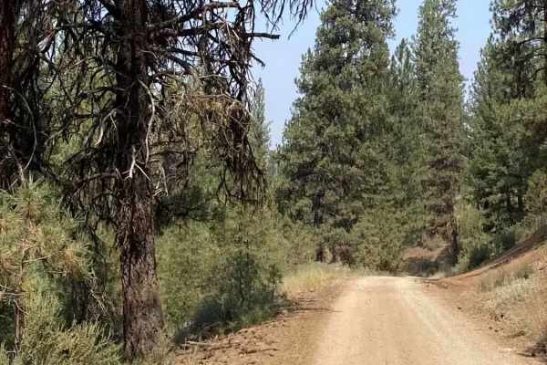 Pine Creek Road - 304