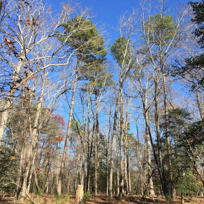 Nice nature views on the Sycamore Creek Trail. Near Newport News Park Loop