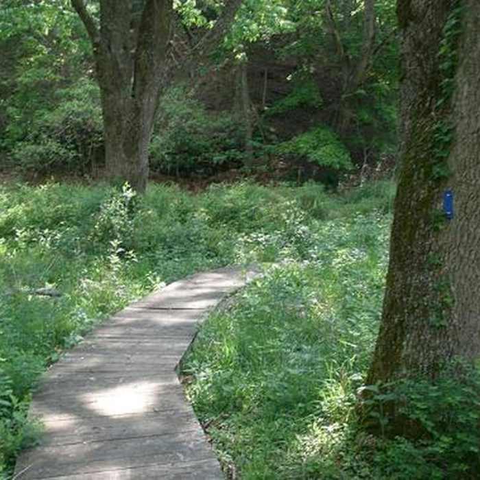 Near Beards Mountain Loop