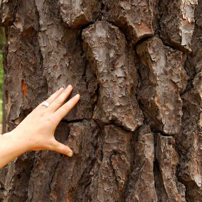 Near Godfrey Glen Loop Trail