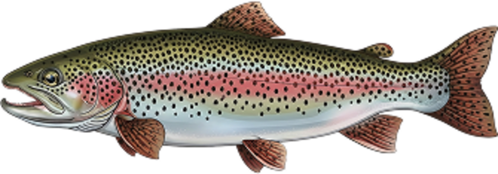 Rainbow trout
