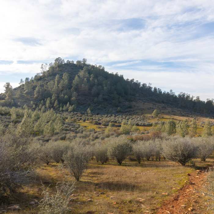 Near Old Stage Trail