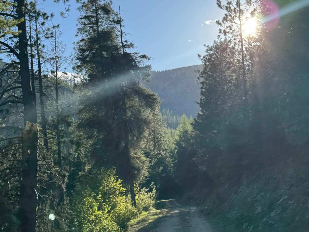 White Mountain Trail photo 5