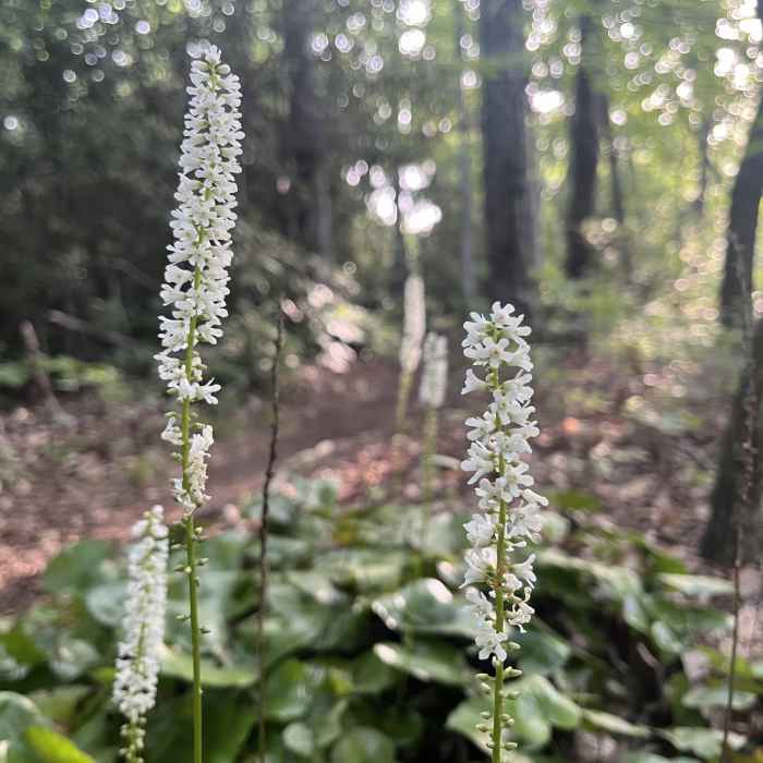 Galax in bloom along Turkeypen Gap Trail. Near Turkeypen Gap Trail (#322)