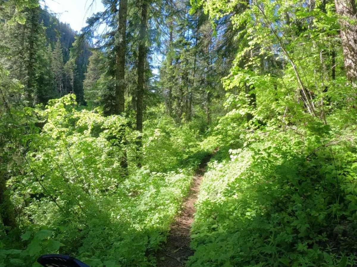 Coal Creek trail photo