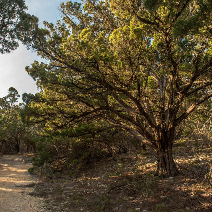 Main Loop Near Emilie and Albert Friedrich Wilderness Park Outer Loop
