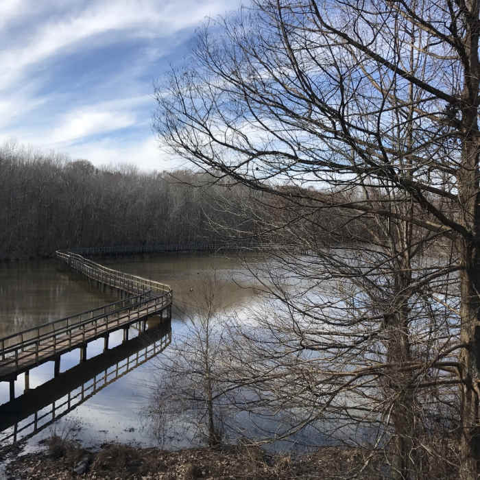 View from the observation tower. Near Cypress Grove Nature Park