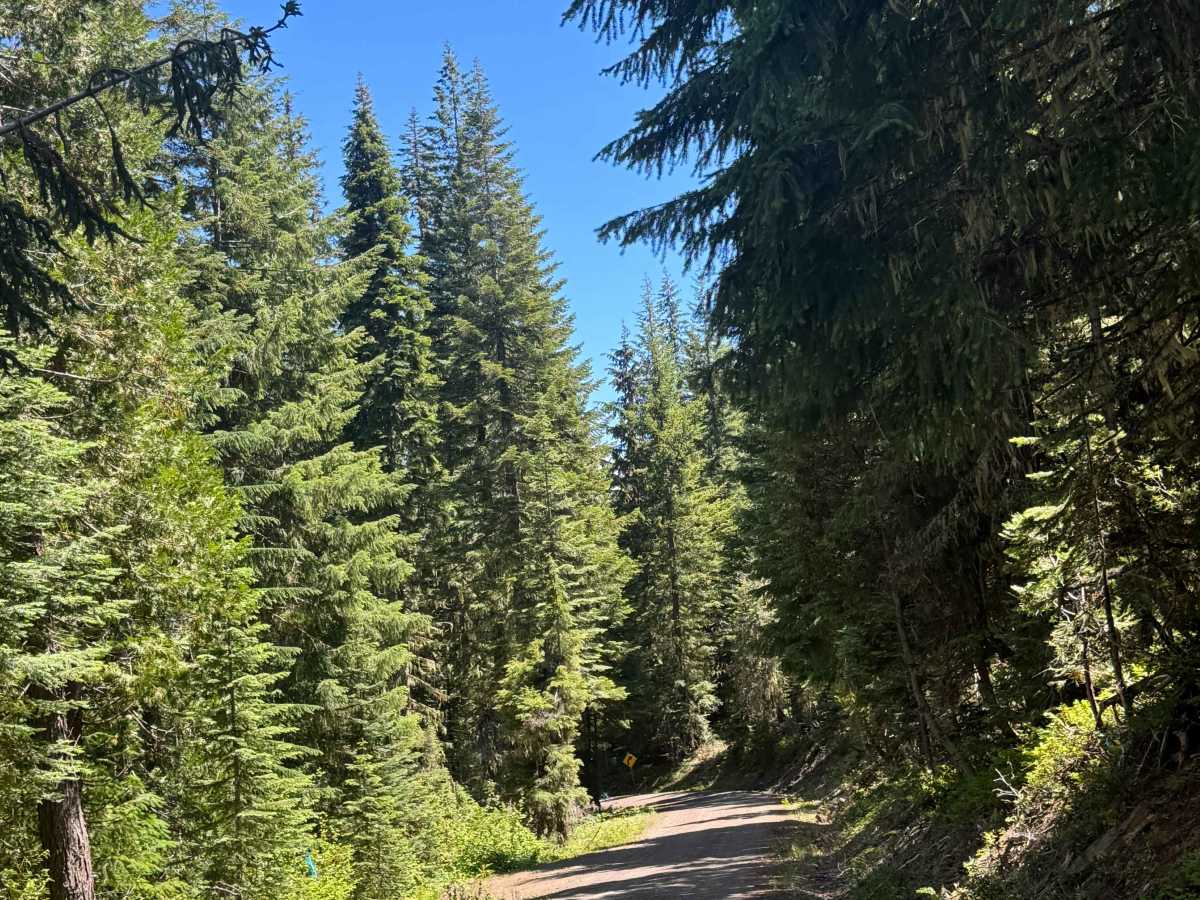 FS 6515 East trail photo