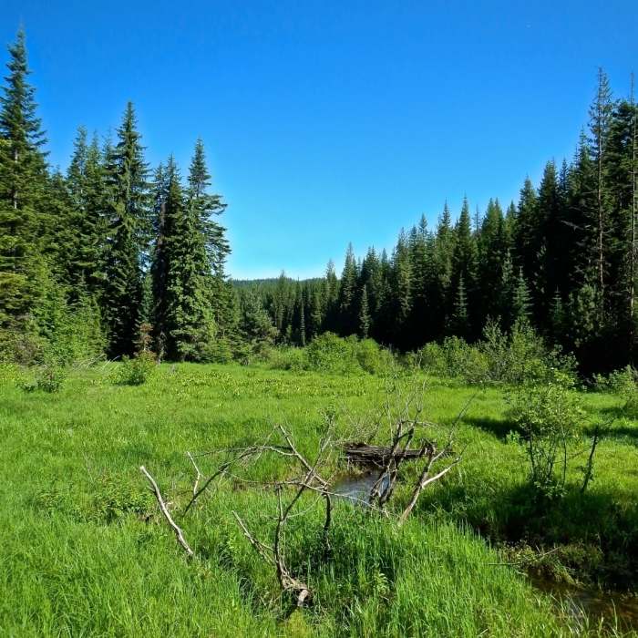 Near Feather Creek Loops