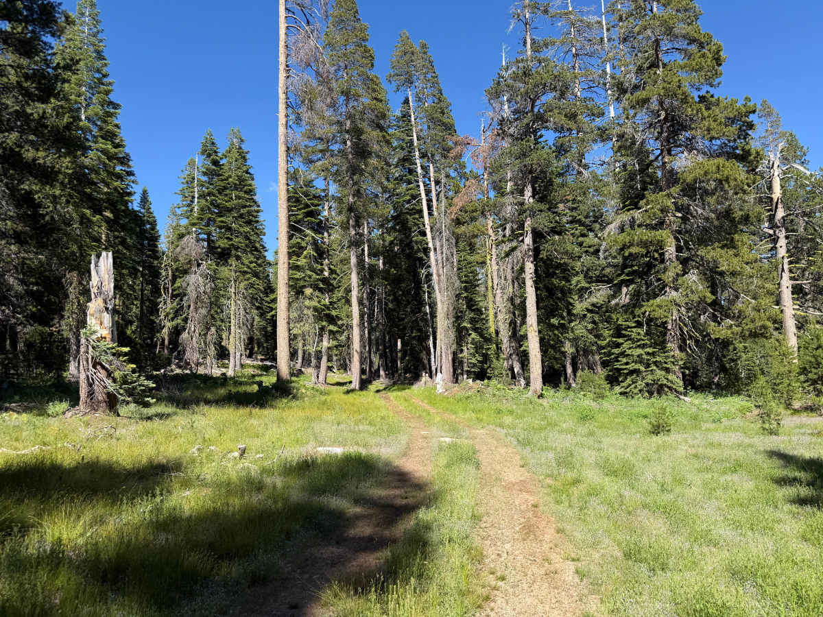 Wilson Meadows Road -  FS 11N37F photo 4