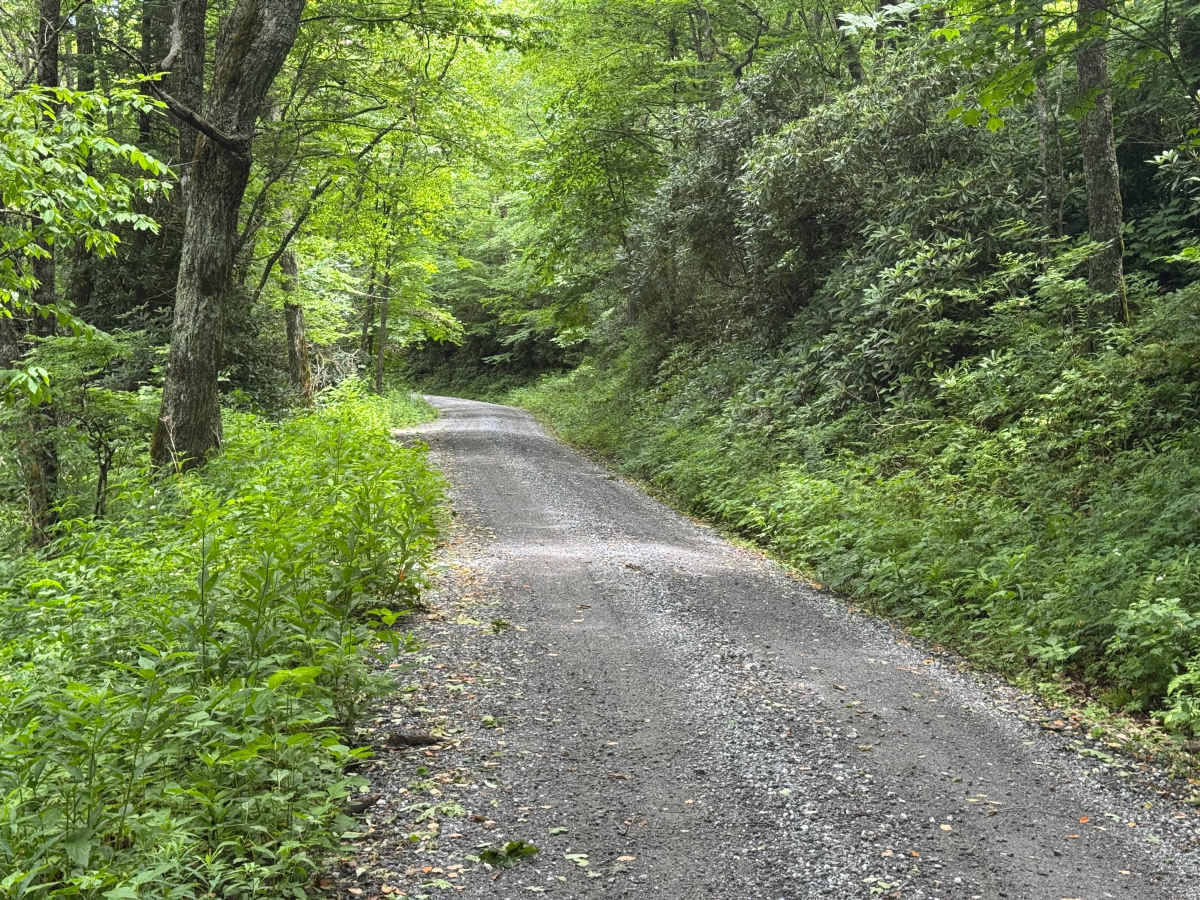 Upper Nantahala - FS 67 photo 6