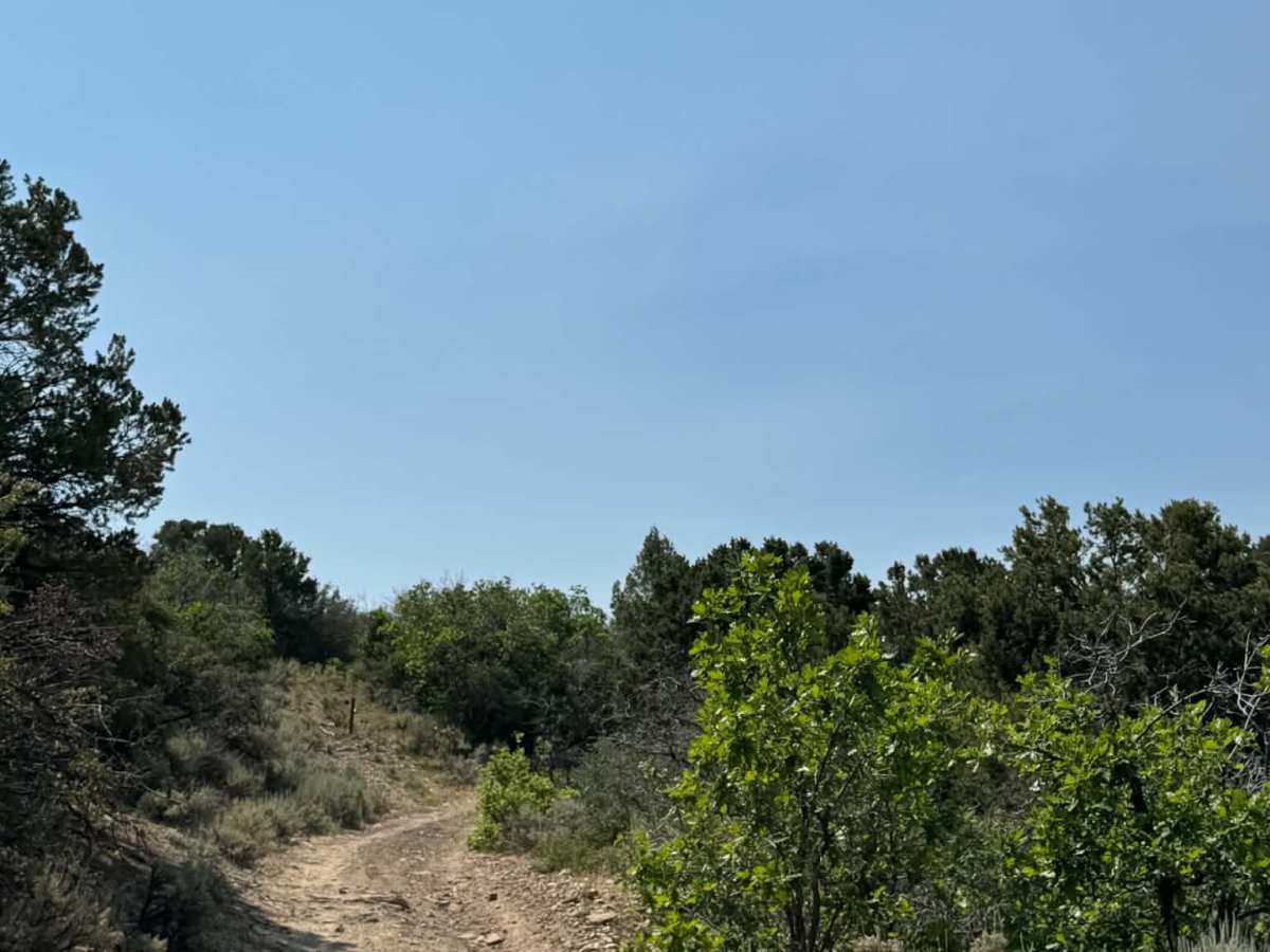 Cedar Mountain West trail photo